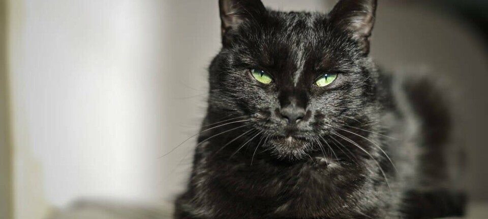 cat