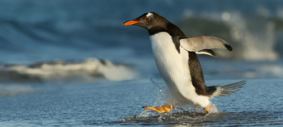 penguin