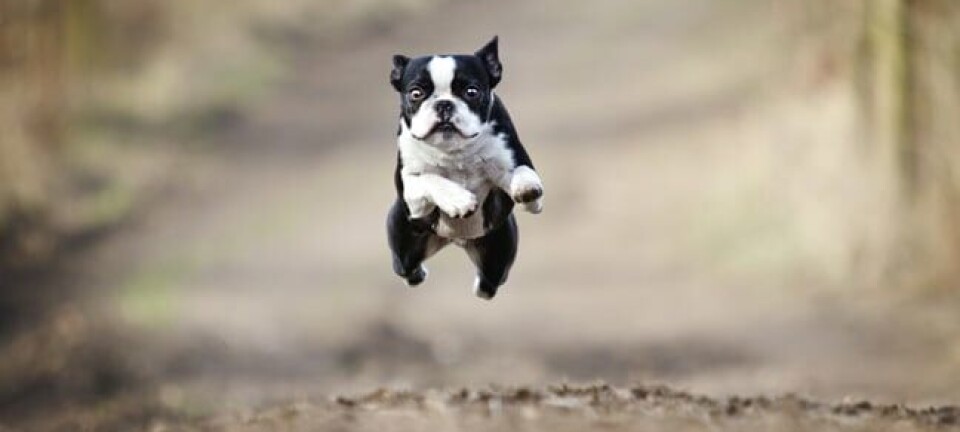 Dog jumping, image via Shutterstock