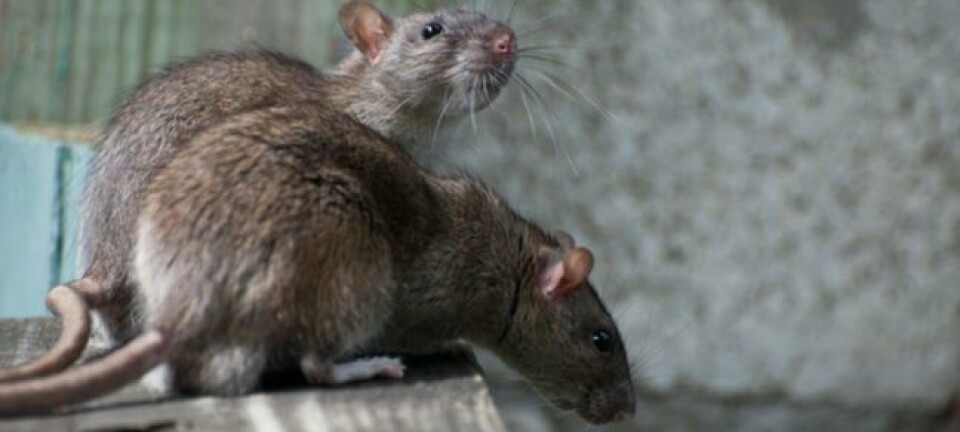 rat