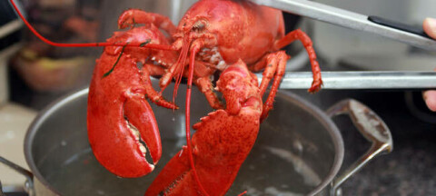 boiled lobster