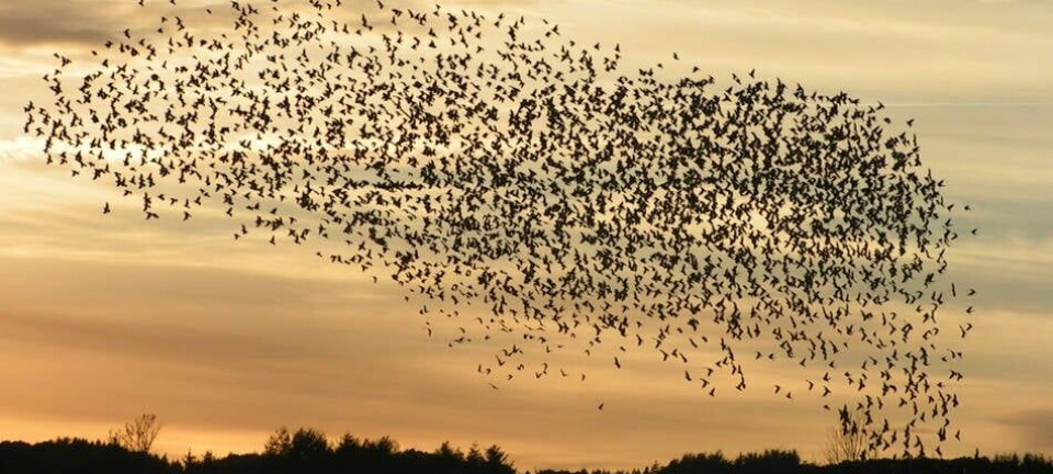 Flock_swarm_of_birds