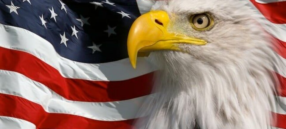 Bald eagle in front of an American flag. God Bless America.