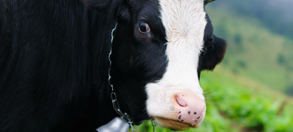 cow
