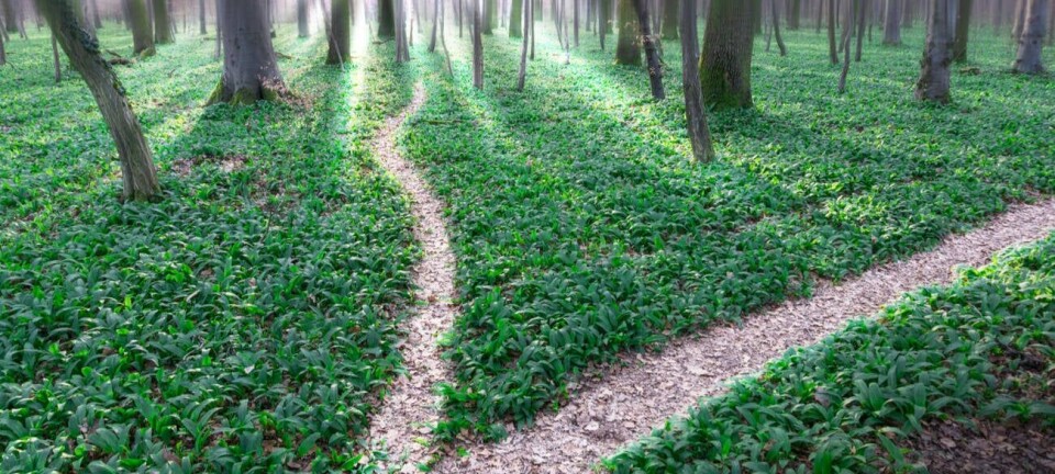 Fork in path