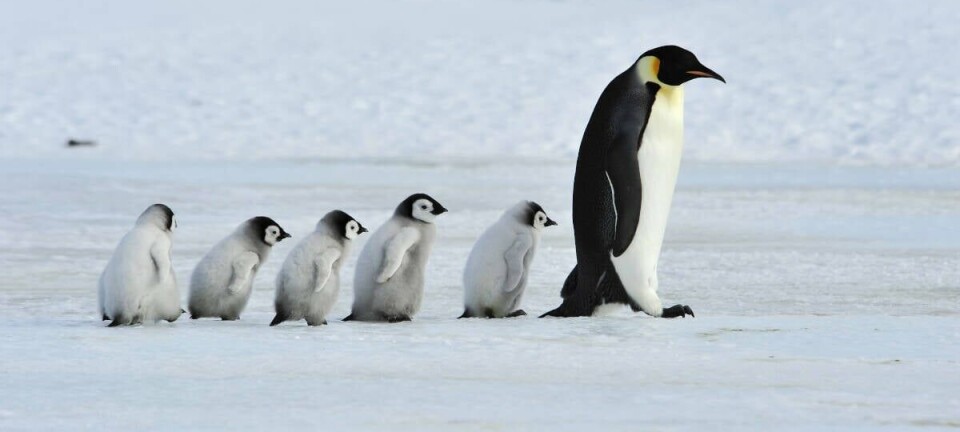 penguin and its young