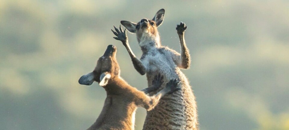Kangaroos fighting