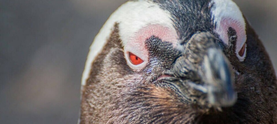 penguin