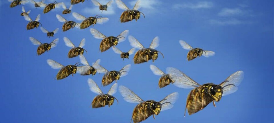 hornets