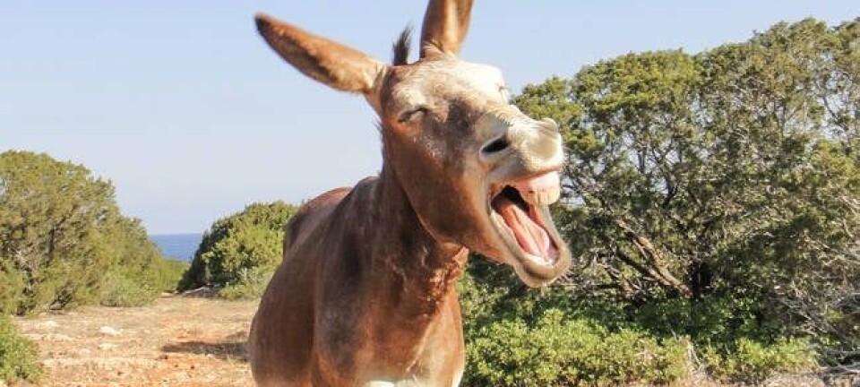 A donkey