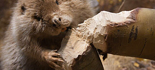 A beaver chewing down a tree