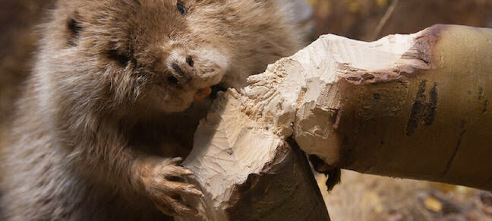 A beaver chewing down a tree
