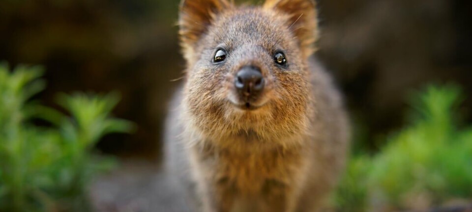 Quokka