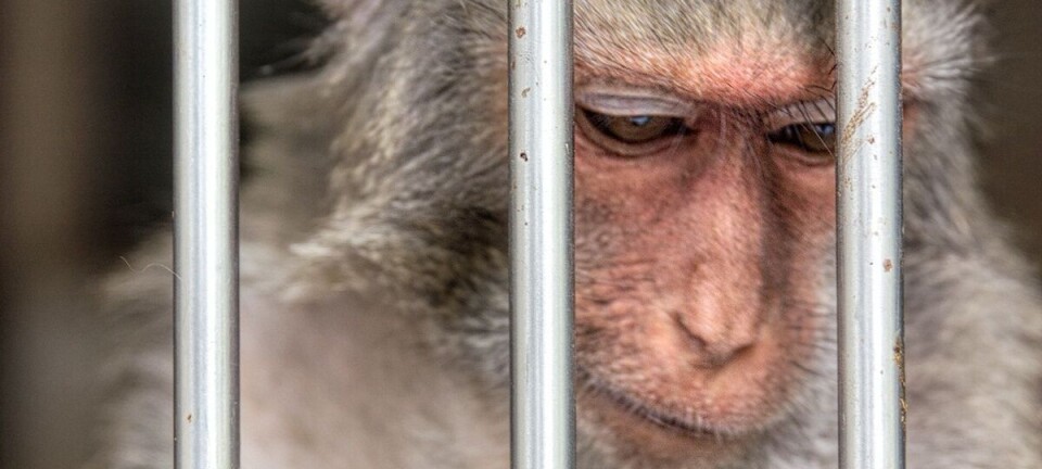 Rhesus macaque