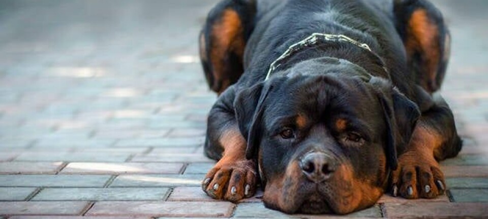 watchdog