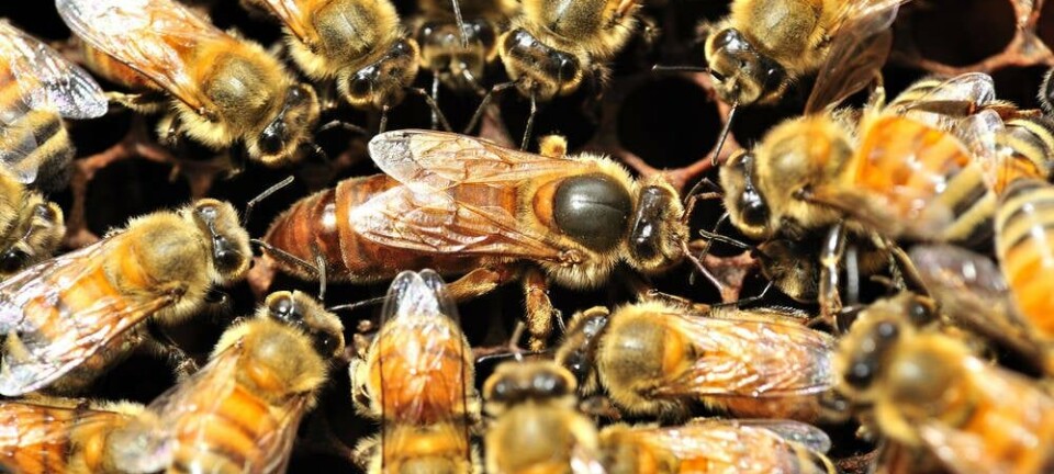 Bees surround queen bee