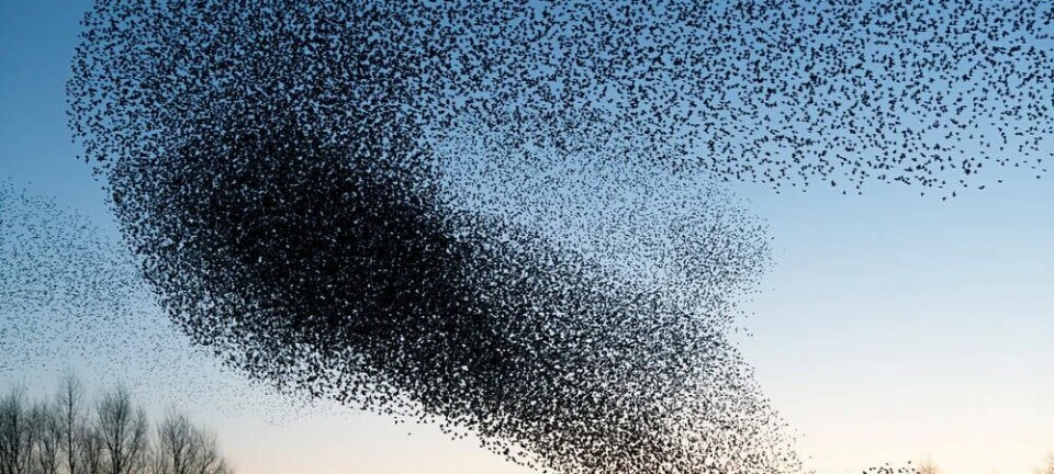 migration