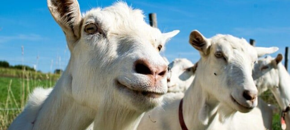 Goats, image via Shutterstock