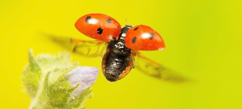 Ladybird flying away