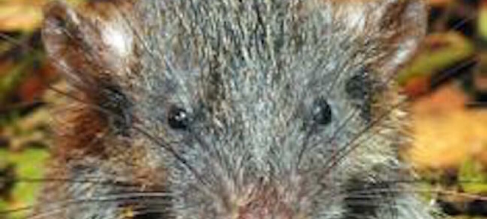Sulawesi Slender Root-Rat