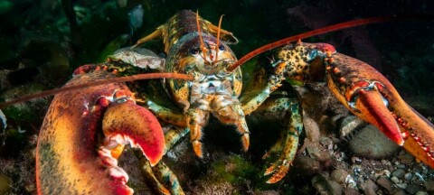 Lobster underwater