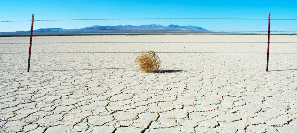 Tumbleweed desert drought
