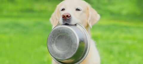 Labrador holding food bowl
