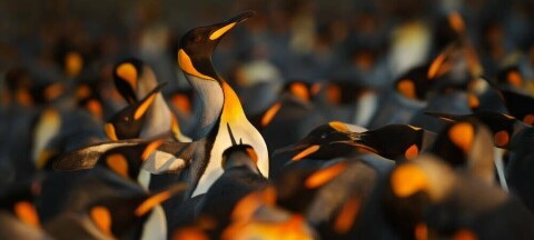 King Penguins flock. Pic credit: Giedriius / Shutterstock