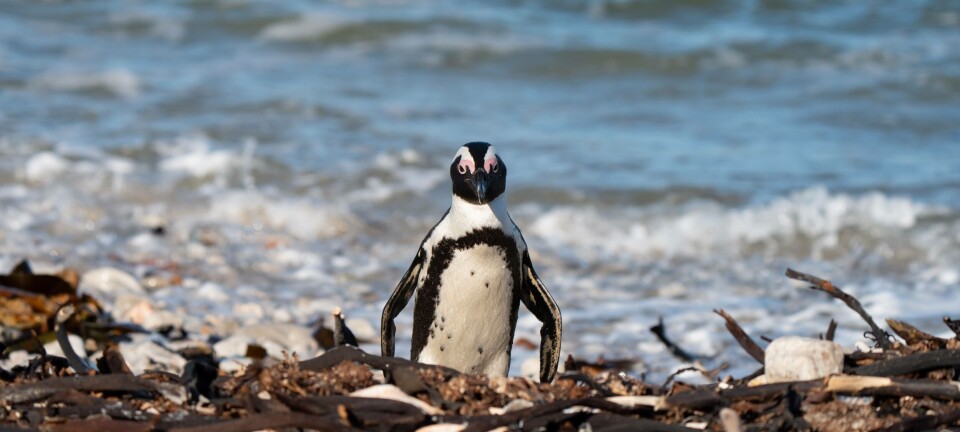Penguin