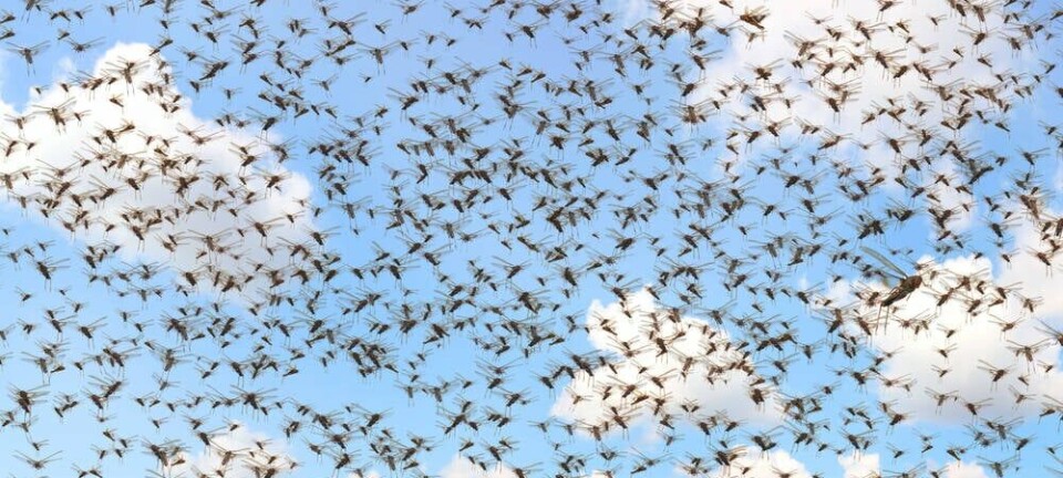 Locusts