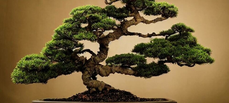 Cotoneaster variety of Bonsai Tree. Pic credit: Jeffrey Legitt/ Shutterstock