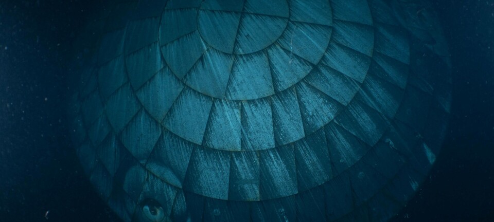 Artemis II heat shield photographed by divers (pic: US Navy)