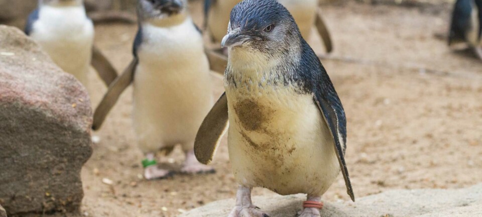 Linux