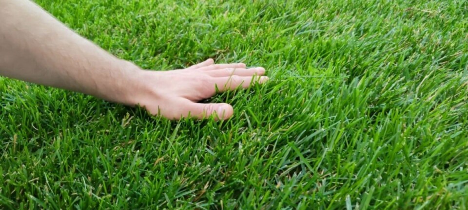 Person touching grass