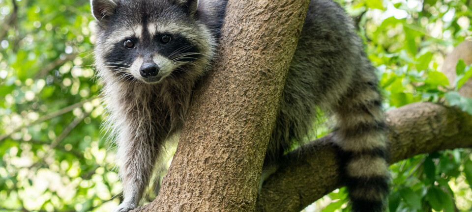 Raccoon