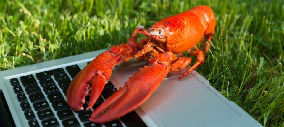 Lobster using a laptop
