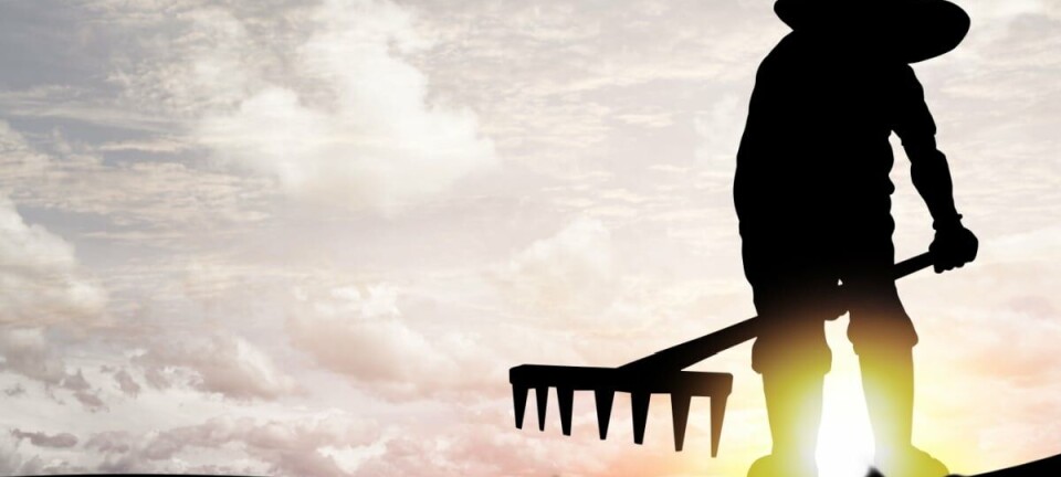 Farmer raking land