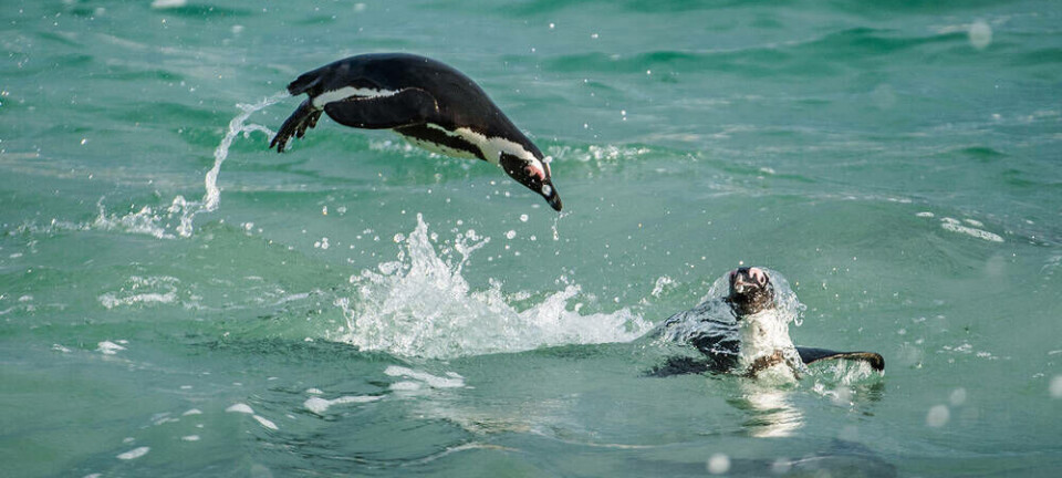 penguin diving. Pic credit: Sergey Uryadnikov / Shutterstock
