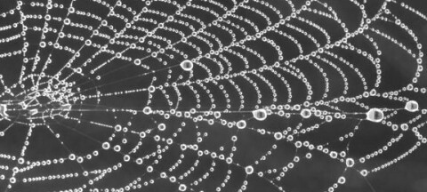 spider web bw