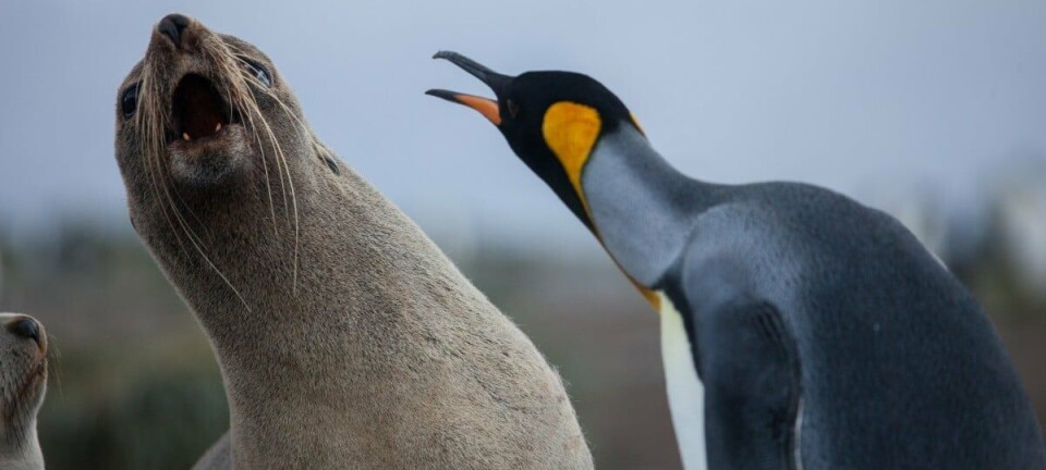 Penguin fights fur seal